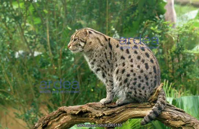  : Fishing Cat - sitting on branch