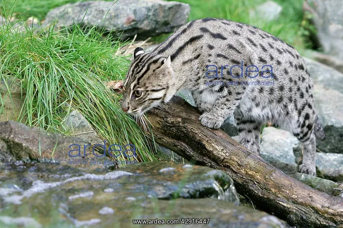 : Fishing Cat - by stream : Fishing Cat - by stream