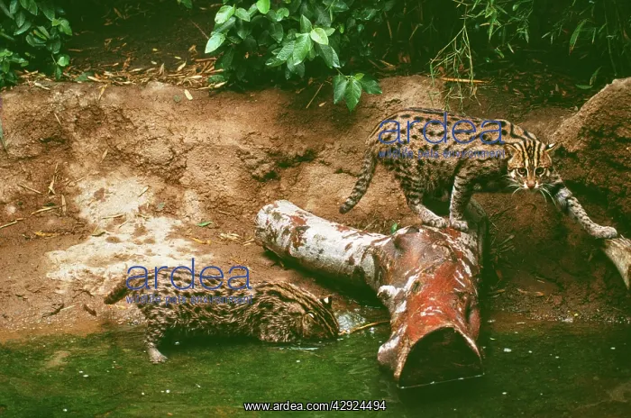 : FISHING CATS - X2 fishing from riverbank : FISHING CATS - X2 fishing from riverbank