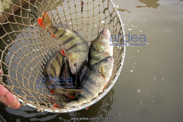 : Fishing - caught Perch in net : Fishing - caught Perch in net