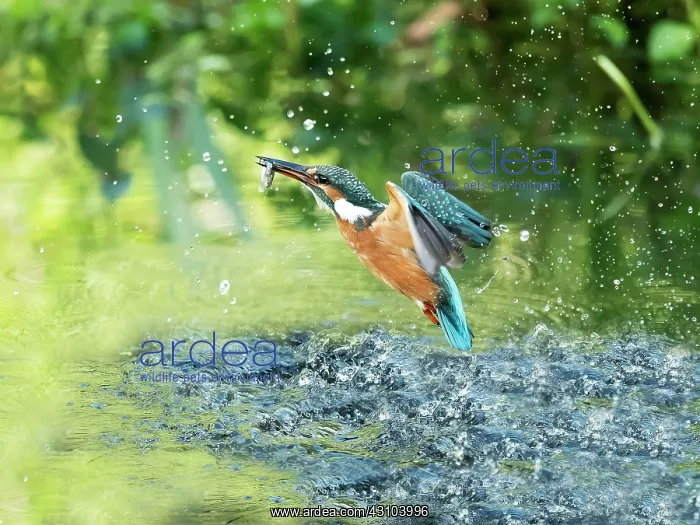 : Fishing Common kingfisher (Alcedo atthis) emerging : Fishing Common kingfisher (Alcedo atthis) emerging