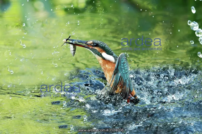 : Fishing Common kingfisher (Alcedo atthis) emerging : Fishing Common kingfisher (Alcedo atthis) emerging