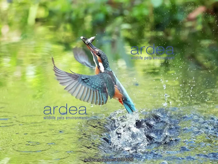 : Fishing Common kingfisher (Alcedo atthis) emerging : Fishing Common kingfisher (Alcedo atthis) emerging