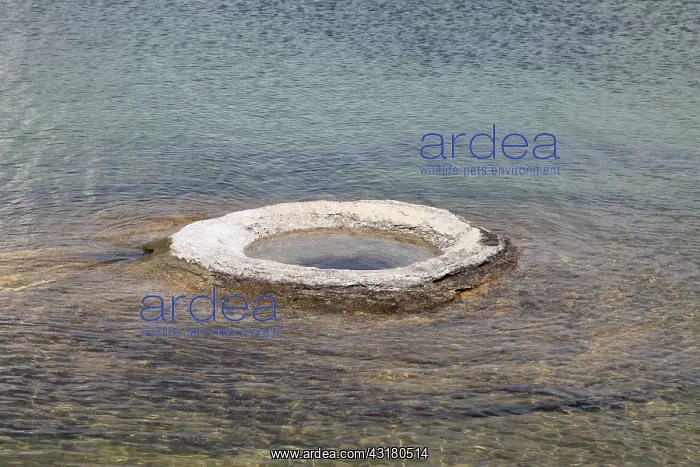 : Fishing Cone Geyser : Fishing Cone Geyser