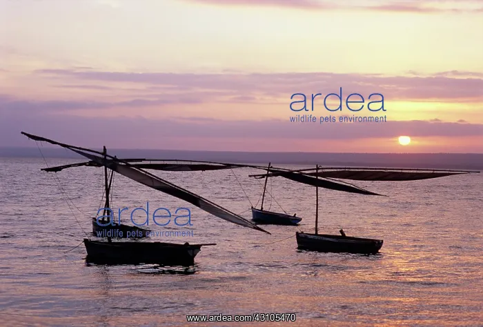 : Fishing dhows : Fishing dhows