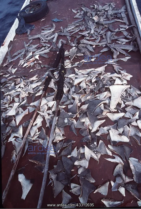  : FISHING - dried shark fins, long lined