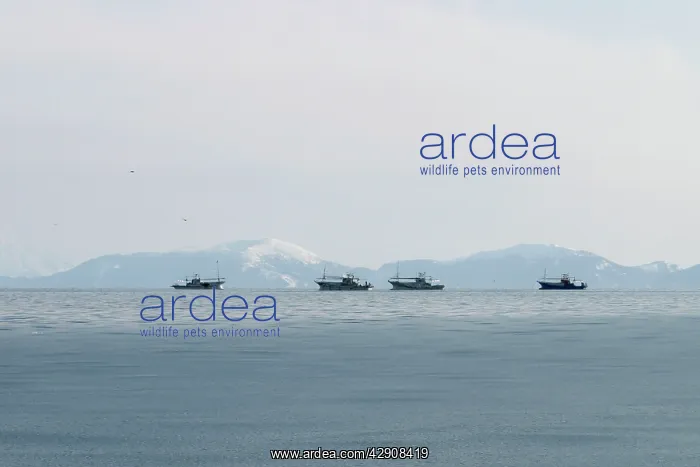 : Fishing - East of Hokkaido near the Russian islands : Fishing - East of Hokkaido near the Russian islands