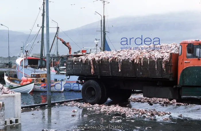 : FISHING - fish loaded onto trailer : FISHING - fish loaded onto trailer