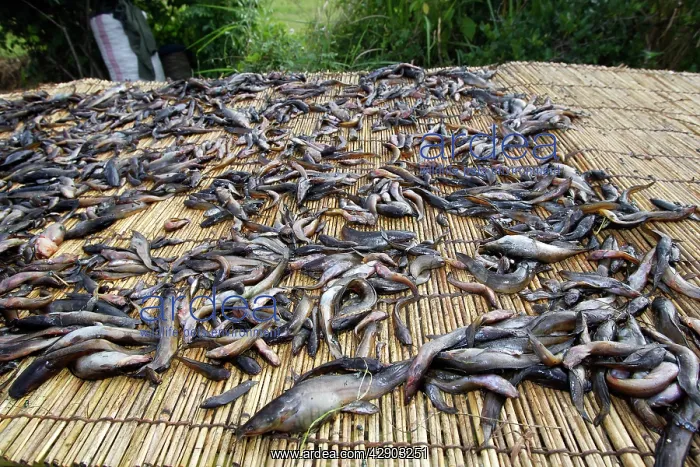 : Fishing - fish, mainly catfish, drying on platform : Fishing - fish, mainly catfish, drying on platform