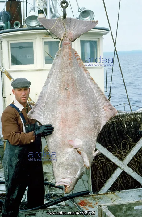 : Fishing - fisherman with Atlantic Halibut : Fishing - fisherman with Atlantic Halibut
