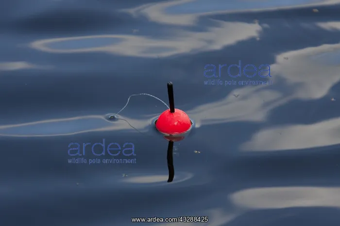 : Fishing Float - summer - Sweden : Fishing Float - summer - Sweden