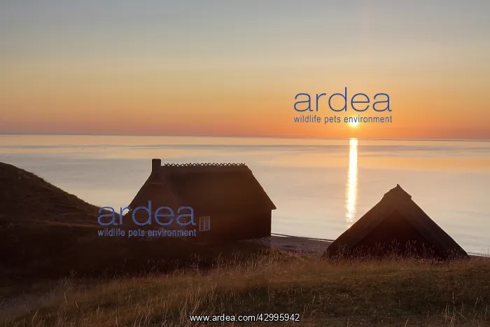 : Fishing huts at the coast of Havaeng at sunrise : Fishing huts at the coast of Havaeng at sunrise