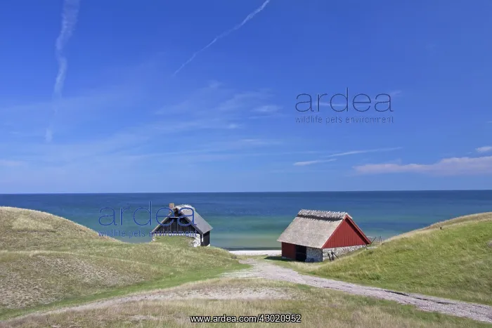 : Fishing huts in the dunes along the Baltic Sea : Fishing huts in the dunes along the Baltic Sea