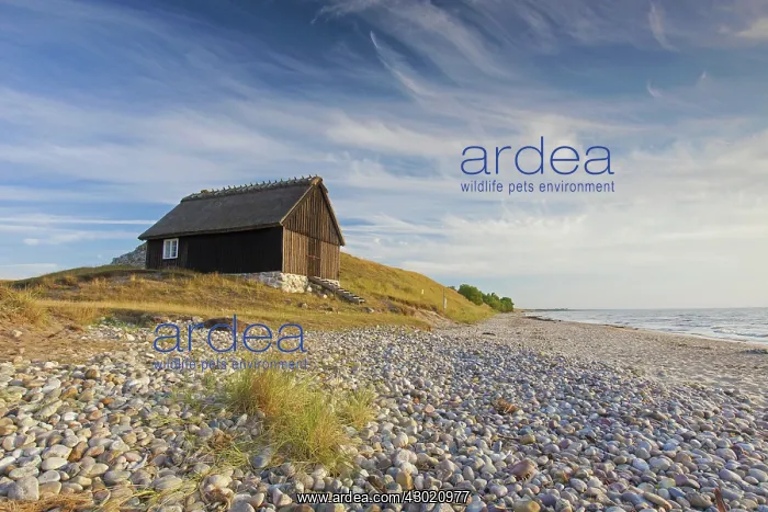  : Fishing huts in the dunes along the Baltic Sea