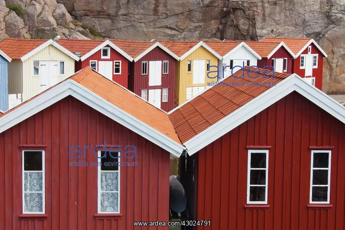 : Fishing huts Smoegen Colourful Traditional Fishing Huts : Fishing huts Smoegen Colourful Traditional Fishing Huts
