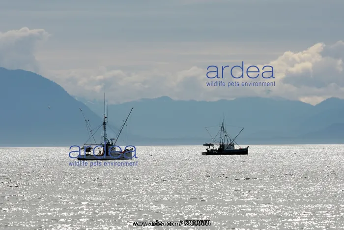 : Fishing - for king salmon : Fishing - for king salmon