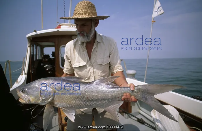 : FISHING - MAN HOLDS BIG CATCH : FISHING - MAN HOLDS BIG CATCH