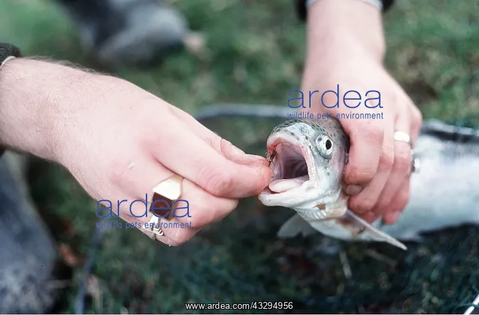 : FISHING - removing fly from Rainbow Trout after : FISHING - removing fly from Rainbow Trout after