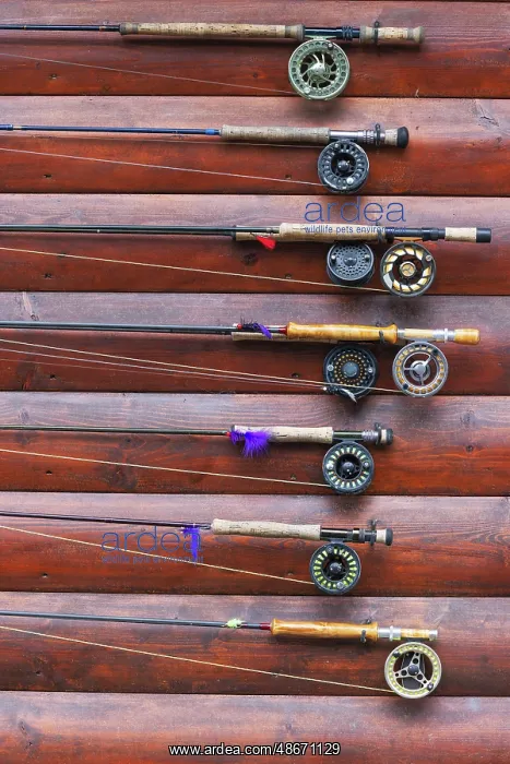 : Several fishing rods hanging on cabin wall outside, Lake : Several fishing rods hanging on cabin wall outside, Lake