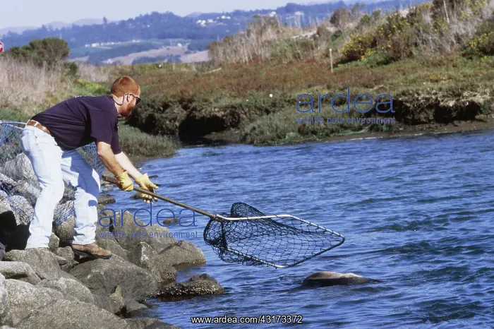 : Fishing for Sea Lions : Fishing for Sea Lions