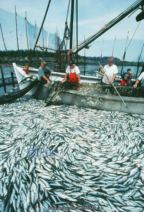 : FISHING - Seining a Herring weir : FISHING - Seining a Herring weir