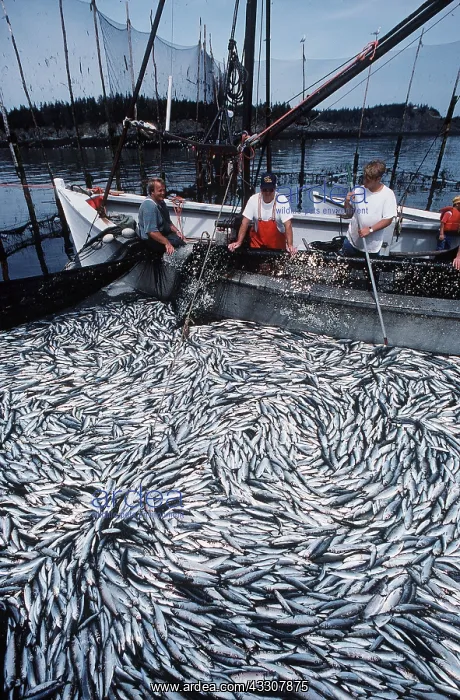 : FISHING - Seining a Herring weir : FISHING - Seining a Herring weir