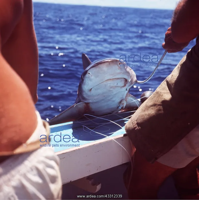 : Fishing for shark - caught shark being hauled onto boat : Fishing for shark - caught shark being hauled onto boat