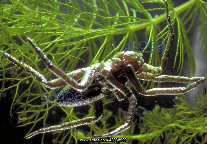 : Fishing Spider : Fishing Spider
