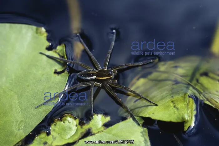: Fishing Spider : Fishing Spider