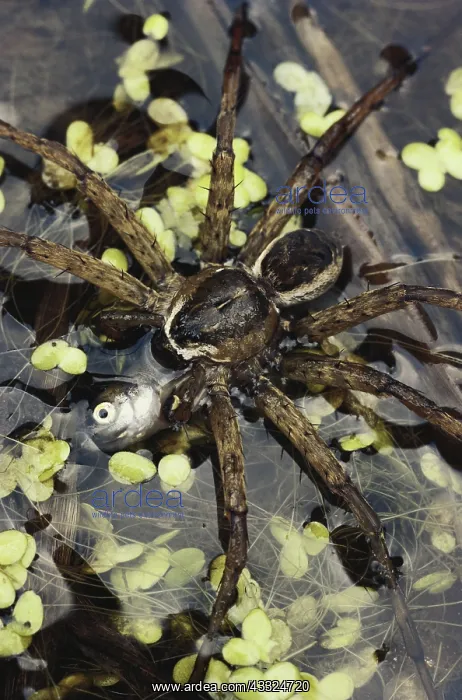 : Fishing Spider : Fishing Spider