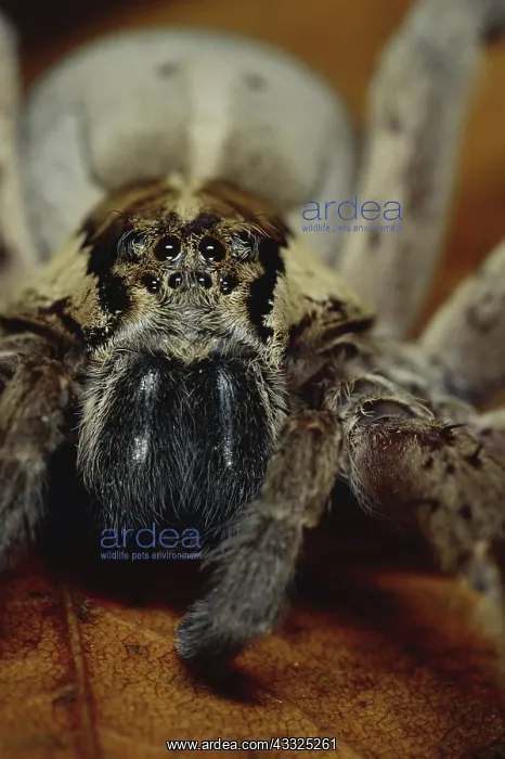 : Fishing Spider : Fishing Spider