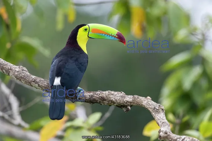 : Fishing toucan also called Keel billed Toucan (Ramphastos : Fishing toucan also called Keel billed Toucan (Ramphastos