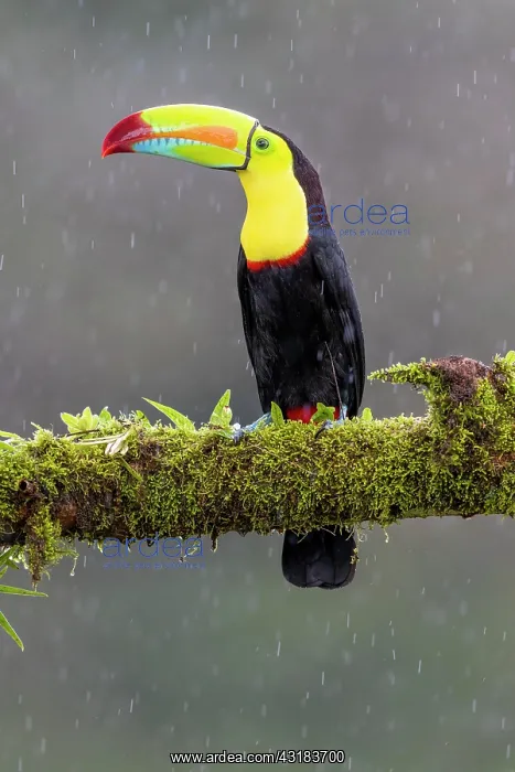 : Fishing toucan also called Keel billed Toucan (Ramphastos : Fishing toucan also called Keel billed Toucan (Ramphastos