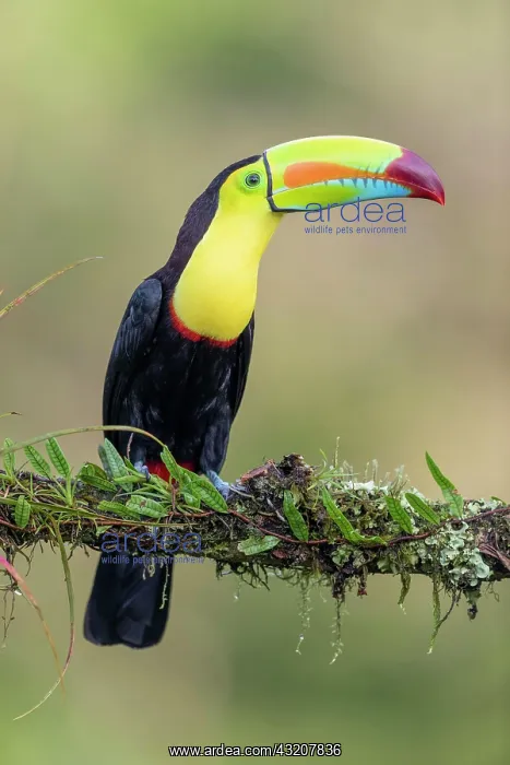  : Fishing toucan also called Keel billed Toucan (Ramphastos