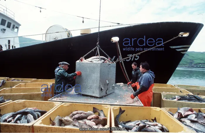 : FISHING - Unloading fish from boat : FISHING - Unloading fish from boat