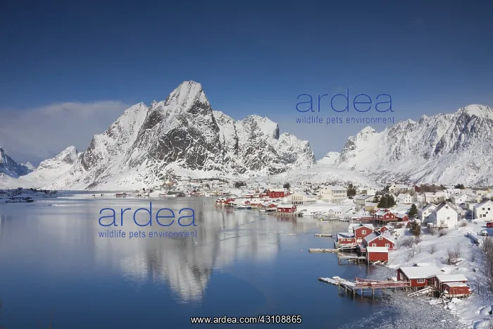 : Fishing village Reine on the Lofoten Islands in : Fishing village Reine on the Lofoten Islands in