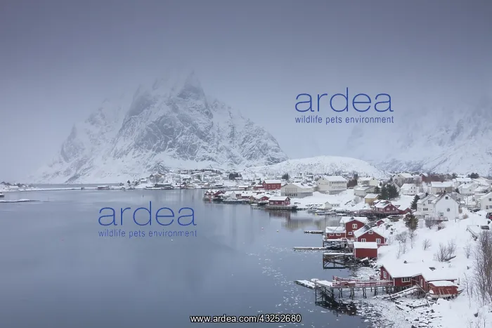  : Fishing village Reine on the Lofoten Islands in