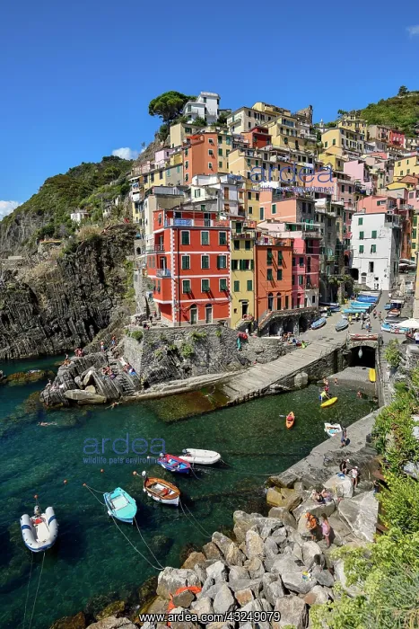 : Fishing village of Riomaggiore, village view, Cinque : Fishing village of Riomaggiore, village view, Cinque