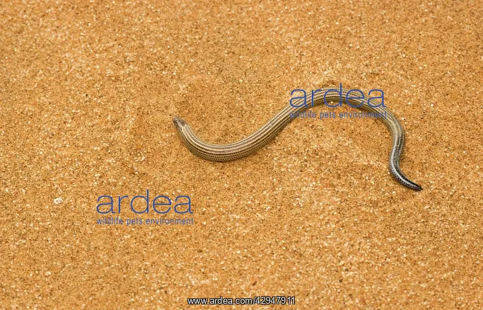 : Fitsimon's Burrowing Skink - pictured on dune sand : Fitsimon's Burrowing Skink - pictured on dune sand