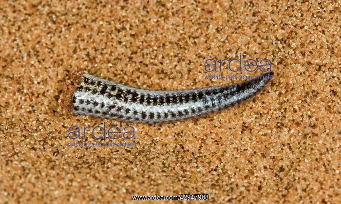 : Fitsimon's Burrowing Skink - Tip of the tail after : Fitsimon's Burrowing Skink - Tip of the tail after