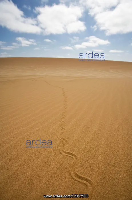: Fitsimon's Burrowing Skink - Tracks on the dunes : Fitsimon's Burrowing Skink - Tracks on the dunes