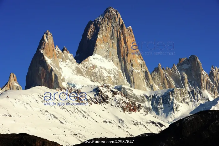 : Fitz Roy Mountain : Fitz Roy Mountain