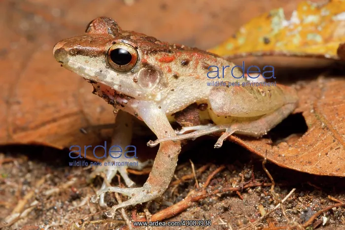 : Fitzinger's Rain Frog : Fitzinger's Rain Frog