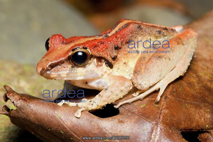 : Fitzinger's Rain Frog : Fitzinger's Rain Frog