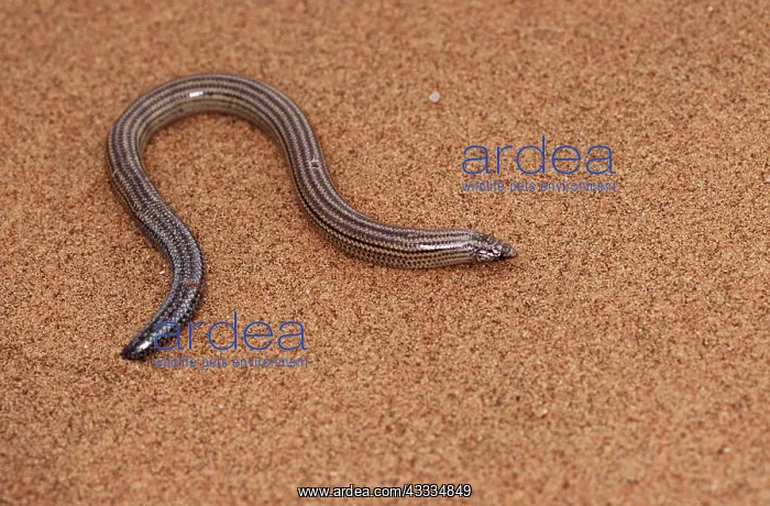 : FitzSimon's Burrowing Skink / Lizard : FitzSimon's Burrowing Skink / Lizard
