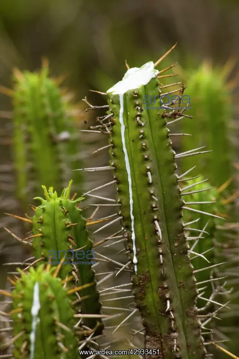  : Five-cornered Euphorbia - with top cut to show