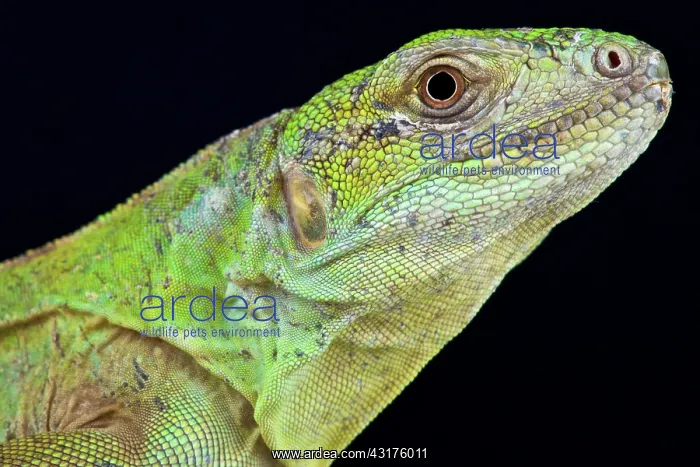  : Five-keeled Spiny-tailed Iguana ( Ctenosaura quinquecarinata