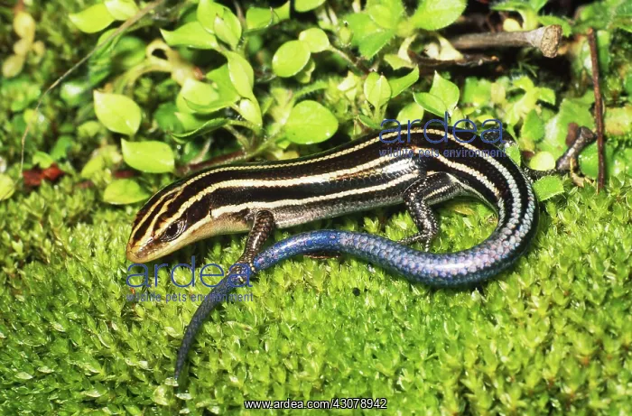 : Five-lined Skink : Five-lined Skink