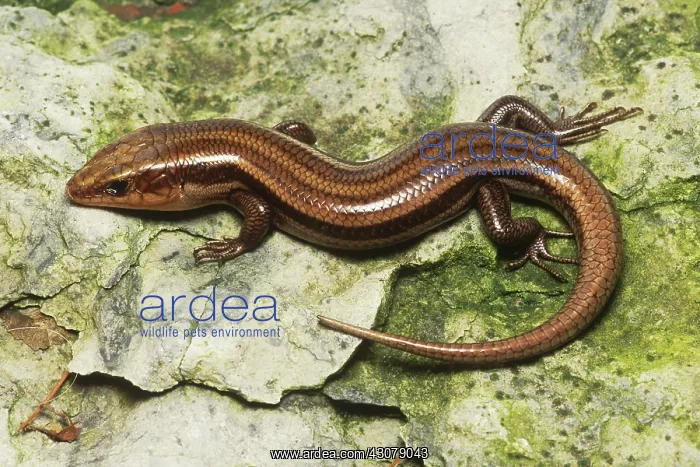 : Five-lined Skink : Five-lined Skink