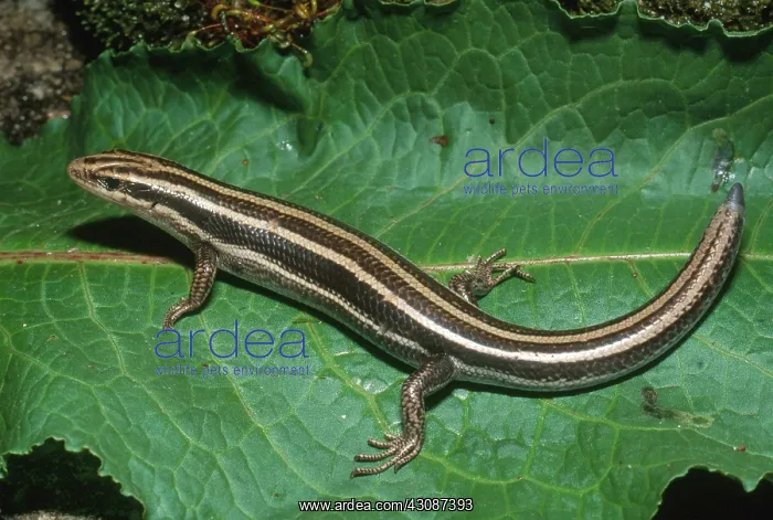 : Five-Lined Skink : Five-Lined Skink